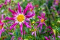 Garden Dahlia Pink Honka flower